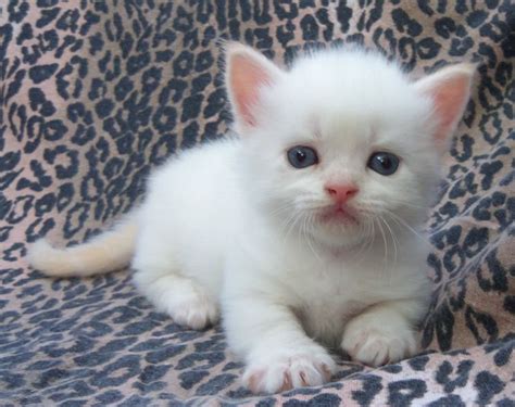Other Munchkin Breeder Pages. . Munchkin kittens for sale in nj
